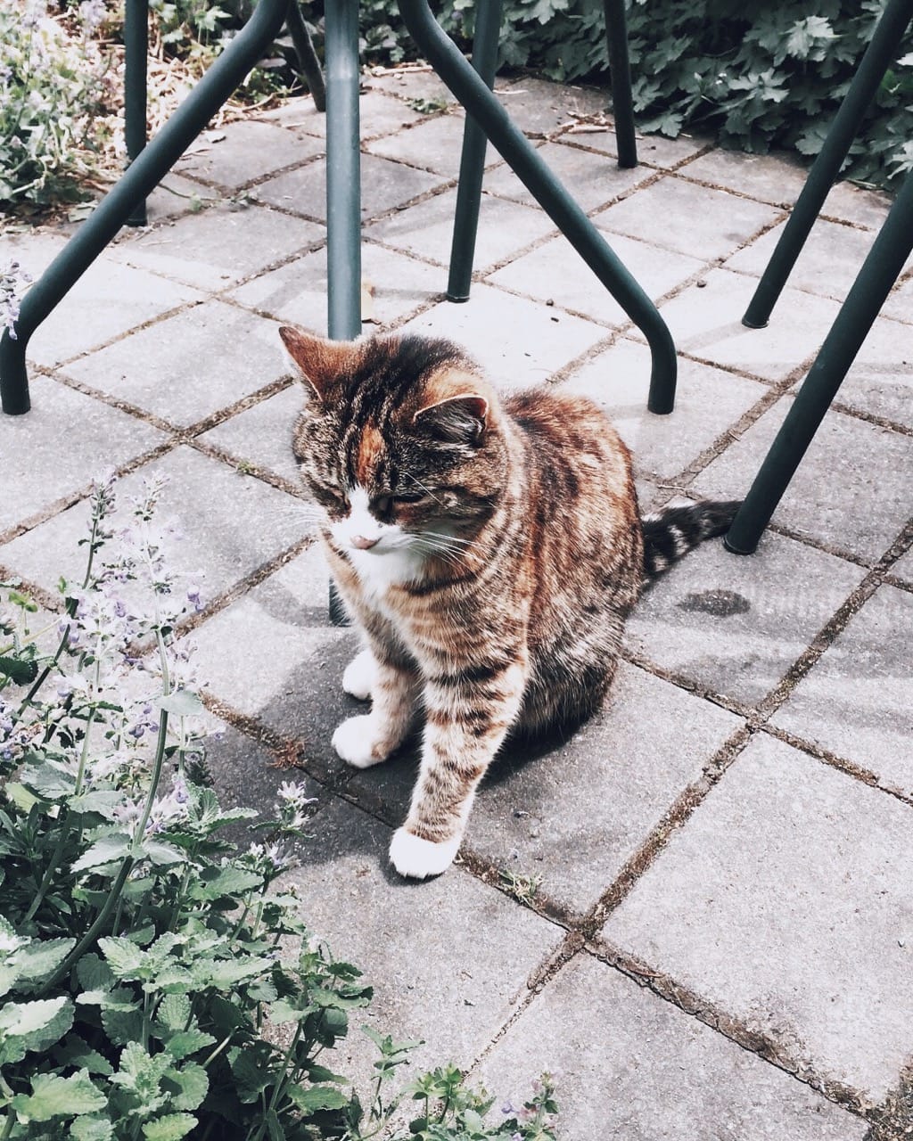 cat with flowers